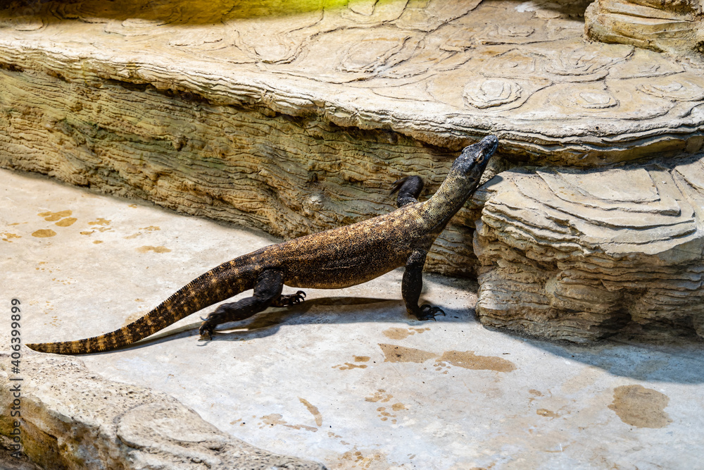 Giant lizard walking on stony steps Giant lizard walking on stony steps