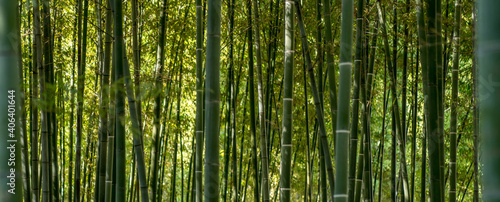 Ein Bambuswald in einem Park in Shanghai - China.