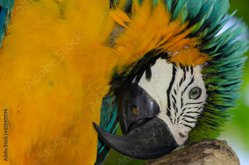 The macaws, one of the most colorful birds, present in South America