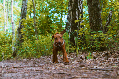 brown puppy dog small breed pincher on a walk in the woods gnashing tree branch entertainment pet © Olha