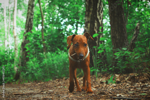  pet puppy on a summer walk in the woods portrait of an animal gnashing a tree branch