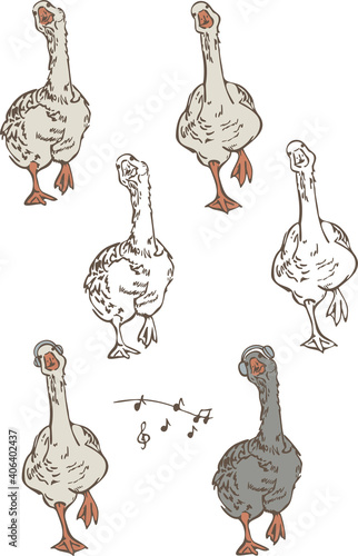 Vector illustration set of geese dancing in different poses and musical notes. Collection of funny birds isolated on a white background.