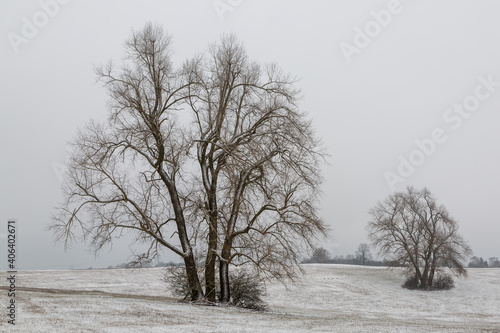 Wallpaper Mural Old Trees in January 2021 on a cloudy and snow day on the Limesberg close to Grueningen (Hessia) in Germany Torontodigital.ca