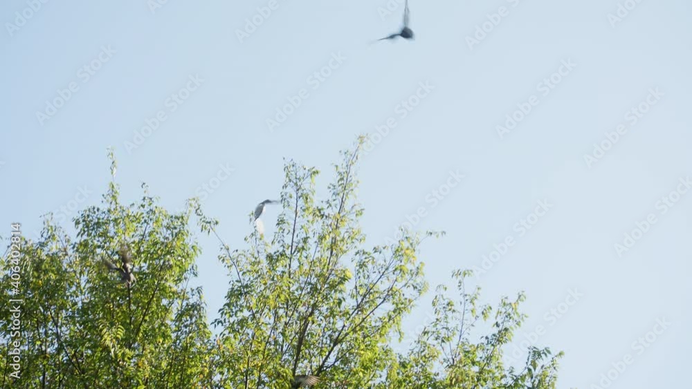 Pigeons Flying And Land On Top Of Branches Of Tree In Park On A Sunny Summer Day In Tokyo, Japan. - low angle Pigeons Flying And Land On Top Of Branches Of Tree In Park On A Sunny Summer Day In Tokyo, Japan. - low angle