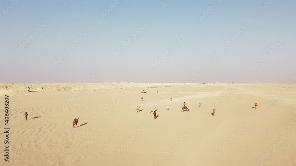 Herd of Camels walking in the Arabian Desert Herd of Camels walking in the Arabian Desert