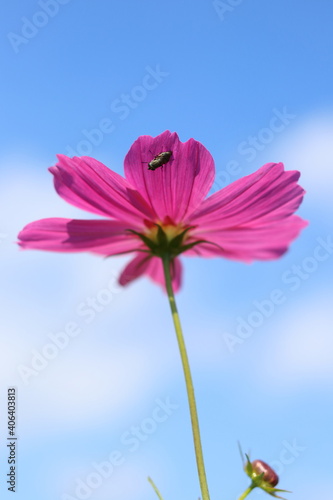 pink daisy against blue sky