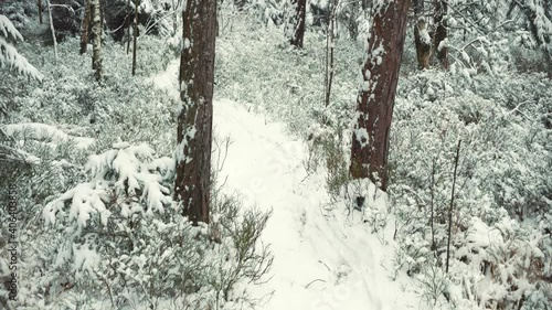 POV point of view follow anamorphic cinema aspect ratio outdoors snow forest footpath walk among white and frozen snowy pine trees in winter wilderness in Bavaria, Germany. 4k UHD 2:1 wide. photo