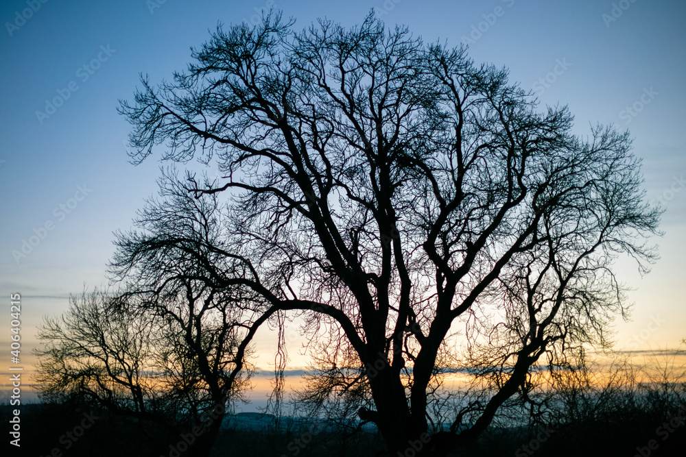 A bare winter tree silhouette at sunset A bare winter tree silhouette at sunset
