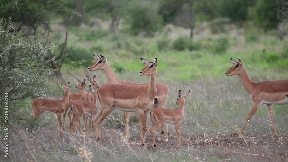 Wide shot of a group of Impala females and their babies standing together while being very alert, Kruger National Park. Wide shot of a group of Impala females and their babies standing together while being very alert, Kruger National Park.