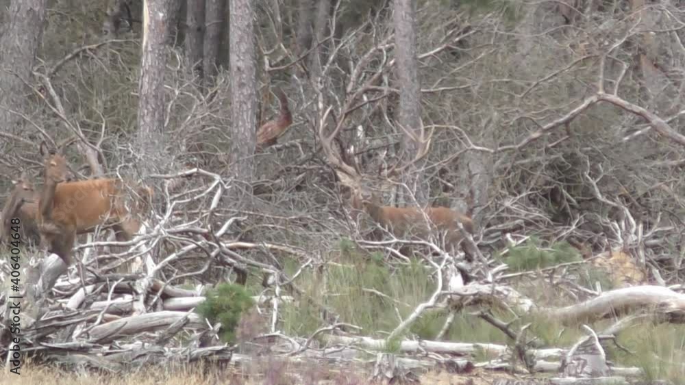 Huge majestic male deer looking at female deers in mating ritual. Huge majestic male deer looking at female deers in mating ritual.