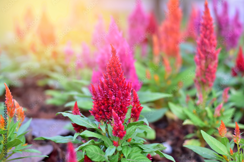 Colorful of Cockscomb flowers (Celosia argentea) with nature background in the garden, at Bangkok Thailand.