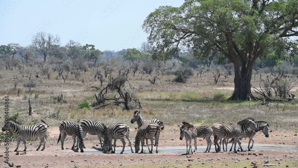 Wide shot of a herd of Burchell's zebra drinking at a waterhole in Kruger National Park. Wide shot of a herd of Burchell's zebra drinking at a waterhole in Kruger National Park.