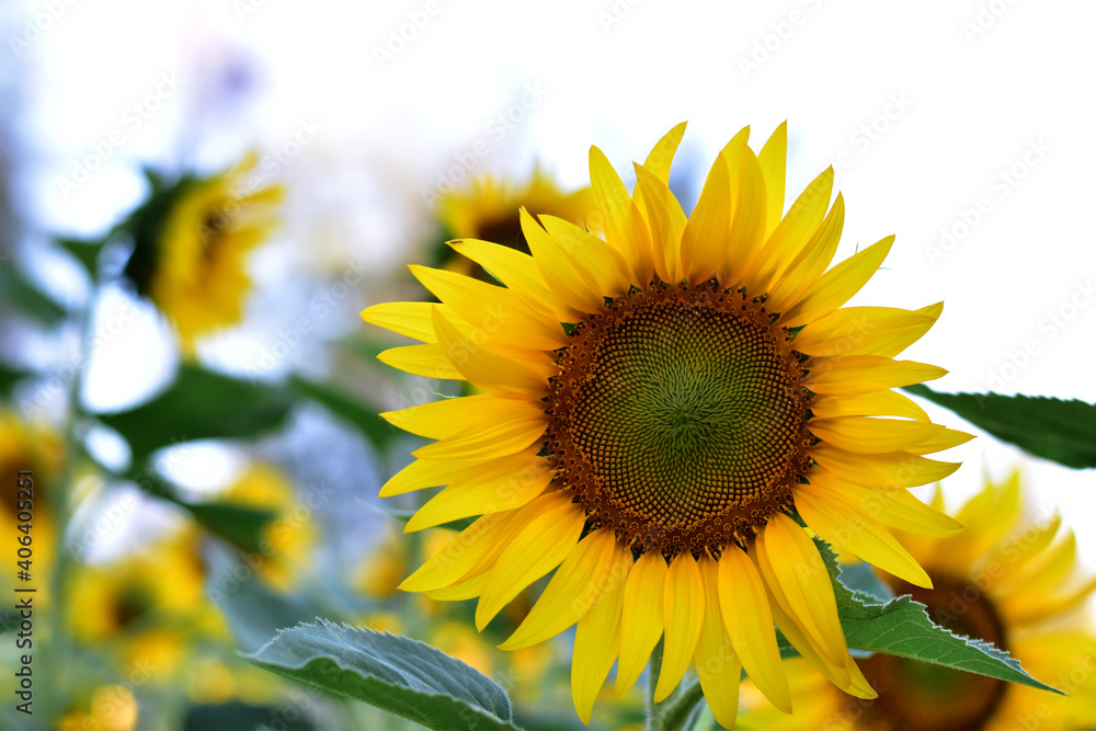 Obraz premium Fresh Sunflower blooming in the morning sun shine with nature background in the garden, Thailand.