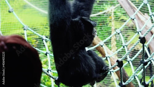 Siamang Gibbon Howling While Hanging In A Swing Net At Natural Forest Park Zoo. - Close Up photo