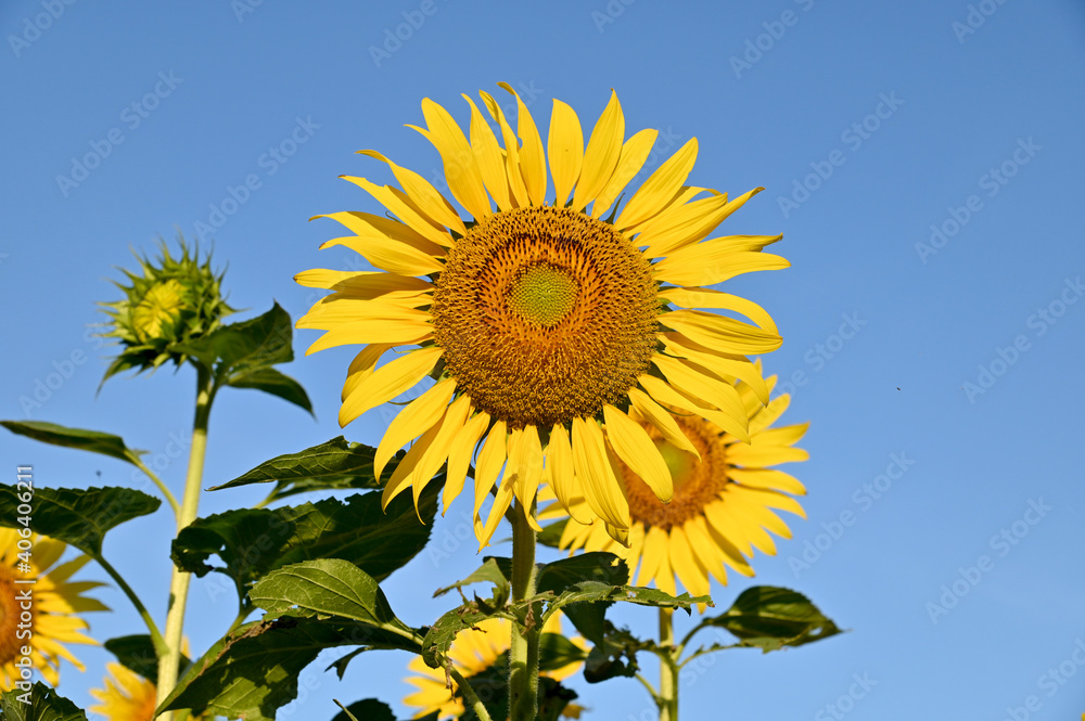 Fresh Sunflower blooming in the morning sun shine with nature background in the garden, Thailand. Fresh Sunflower blooming in the morning sun shine with nature background in the garden, Thailand.