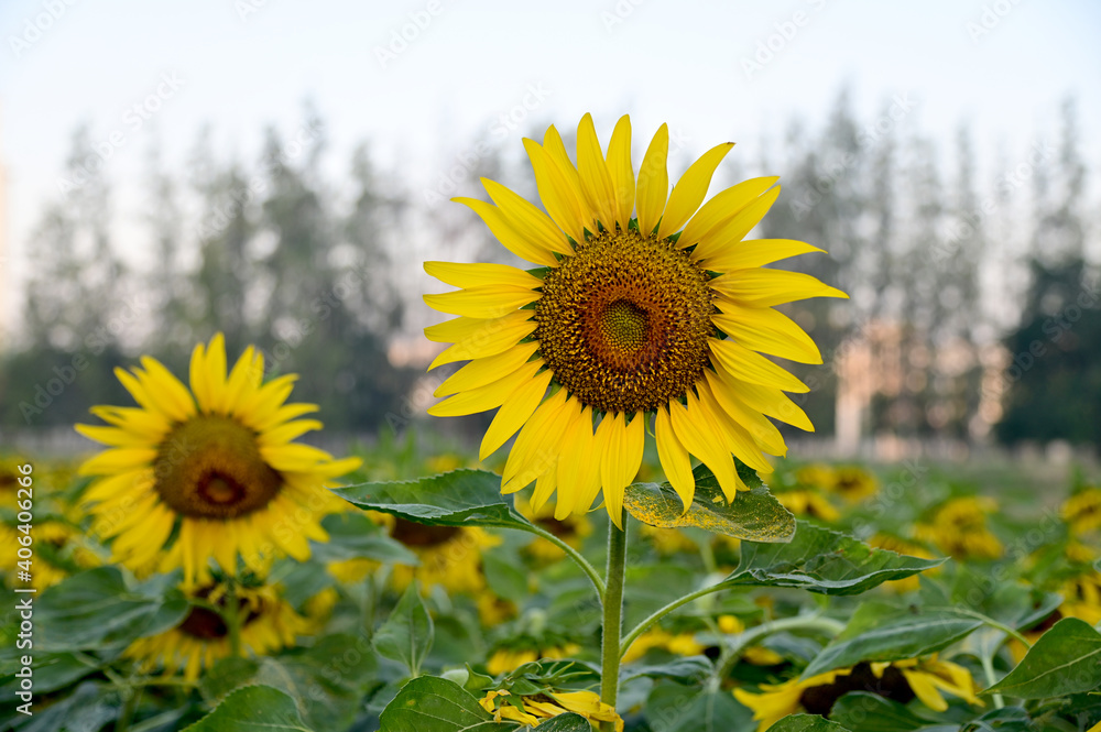 Fototapeta premium Fresh Sunflower blooming in the morning sun shine with nature background in the garden, Thailand.