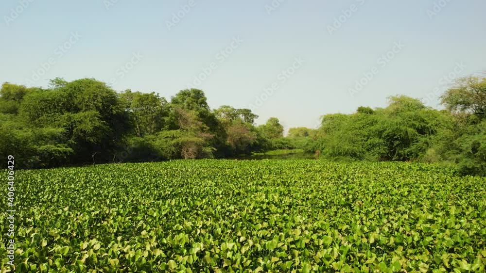 Natural aquatic green plants floating in the pond of Punjab Province. Natural aquatic green plants floating in the pond of Punjab Province.