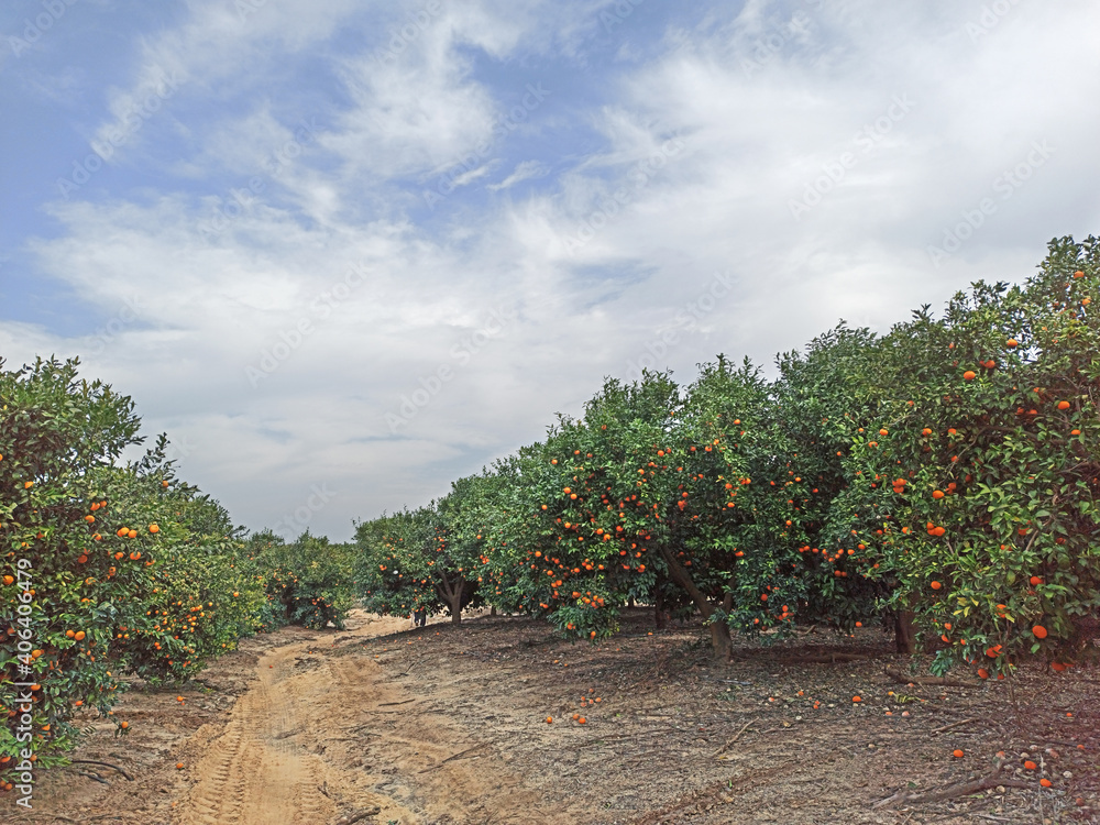 Tangerine orchard with ripe fruits
