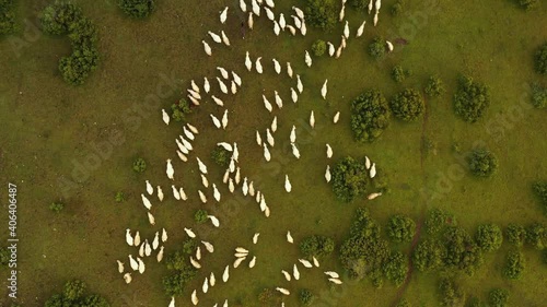 Top View Of Pester Plateau Landscape In Southwest Serbia - Sheeps In The Pasture - aerial descend