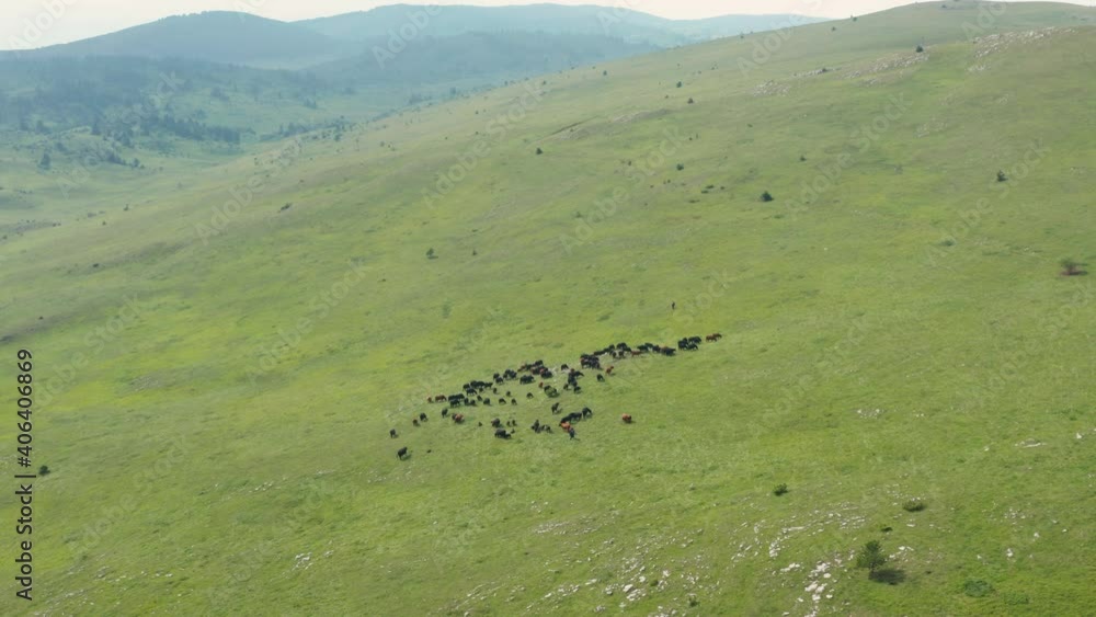 Animals on the mountain slope of Jadovnik in Serbia - Aerial Animals on the mountain slope of Jadovnik in Serbia - Aerial