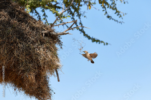 A flying sociable weaver building the nest