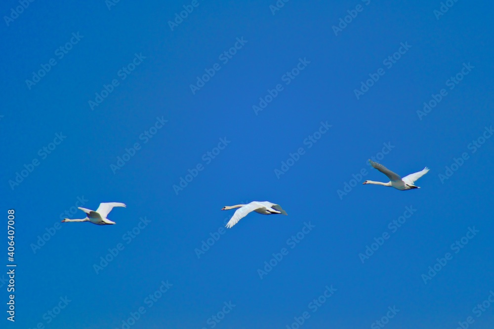 three flying swans against blue sky