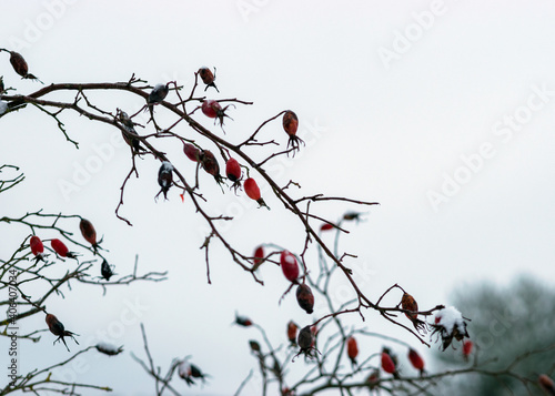 abstract tree branch patterns, snowy tree branches with red berries, beautiful winter texture, suitable for wallpaper