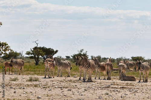 Herd of zebras in Etosha