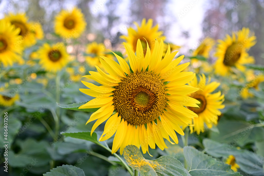 Fresh Sunflower blooming in the morning sun shine with nature background in the garden, Thailand.
