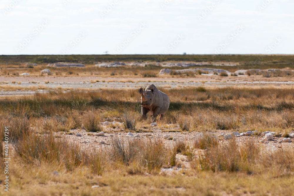 Black rhino in Etosha National Park Black rhino in Etosha National Park