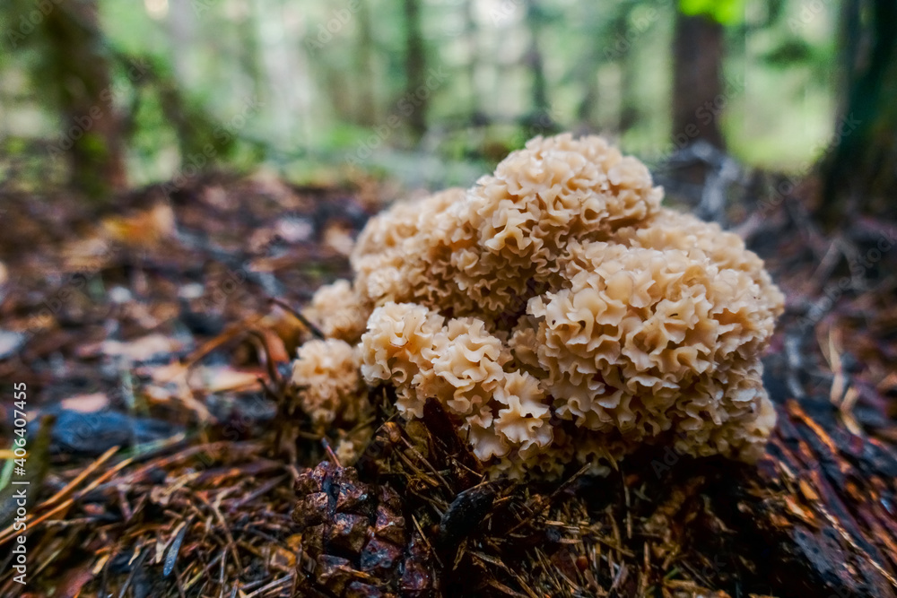 fresh curly hen mushroom on the forest floor fresh curly hen mushroom on the forest floor