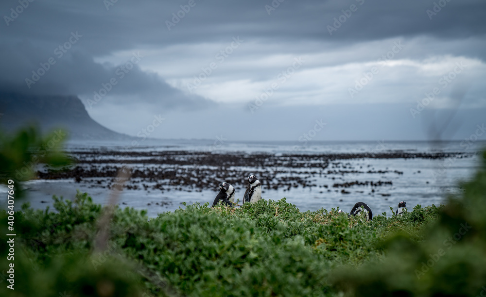 Verwundert schauende Pinguine an der Küste von Südafrika nahe Kapstadt.