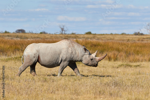 Black rhino in Etosha National Park