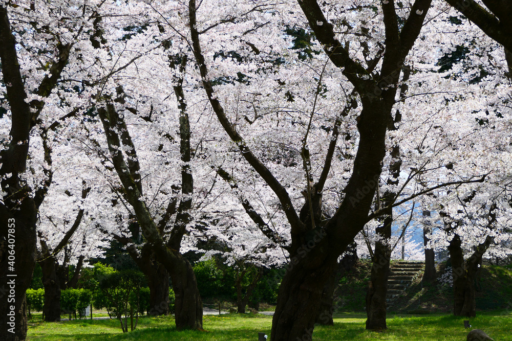 日本の春、鶴ヶ城桜まつり。会津若松、福島、日本。４月中旬。