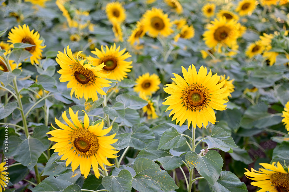 Fresh Sunflower blooming in the morning sun shine with nature background in the garden, Thailand. Fresh Sunflower blooming in the morning sun shine with nature background in the garden, Thailand.