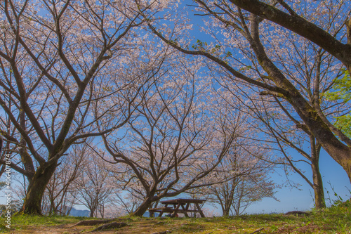 桜　春　青空