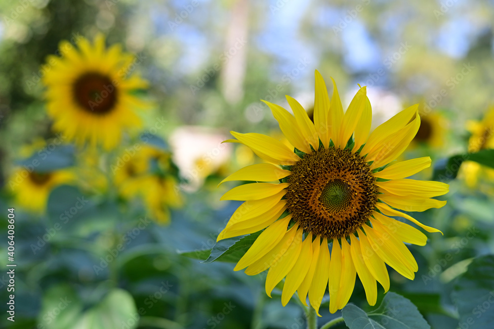 Fresh Sunflower blooming in the morning sun shine with nature background in the garden, Thailand. Fresh Sunflower blooming in the morning sun shine with nature background in the garden, Thailand.