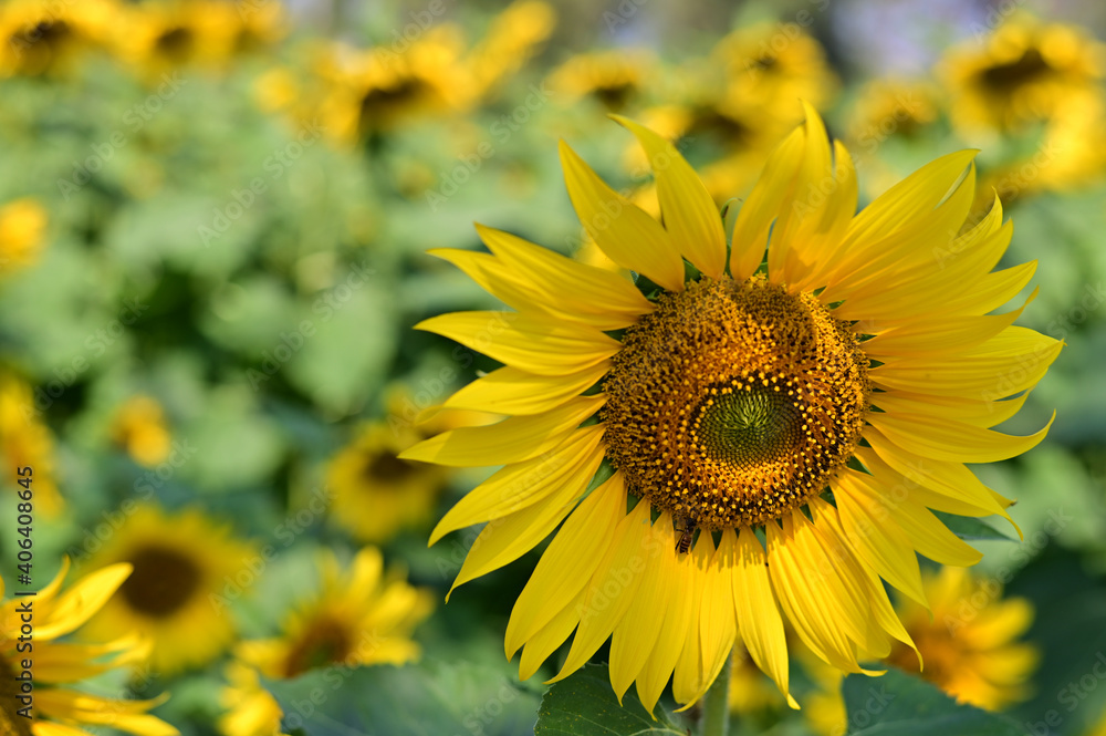 Fototapeta premium Fresh Sunflower blooming in the morning sun shine with nature background in the garden, Thailand.