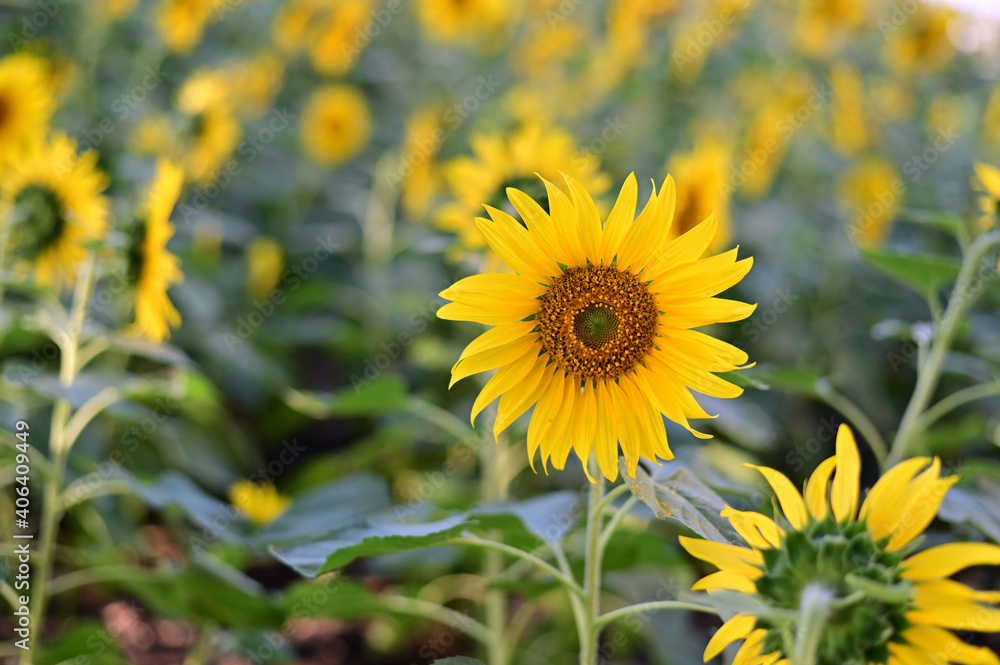 Fresh Sunflower blooming in the morning sun shine with nature background in the garden, Thailand. Fresh Sunflower blooming in the morning sun shine with nature background in the garden, Thailand.