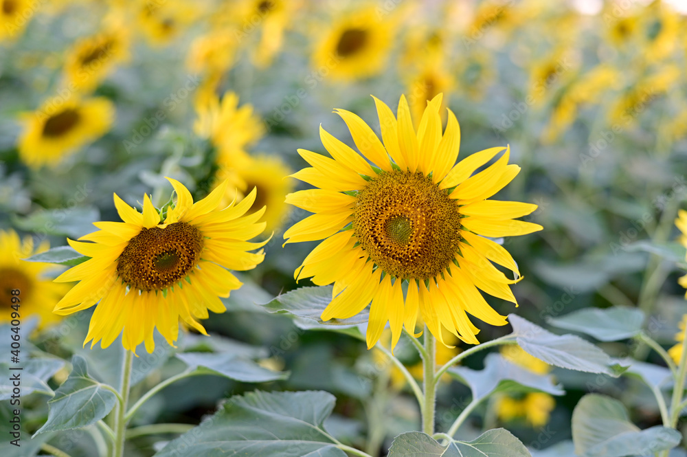 Fototapeta premium Fresh Sunflower blooming in the morning sun shine with nature background in the garden, Thailand.