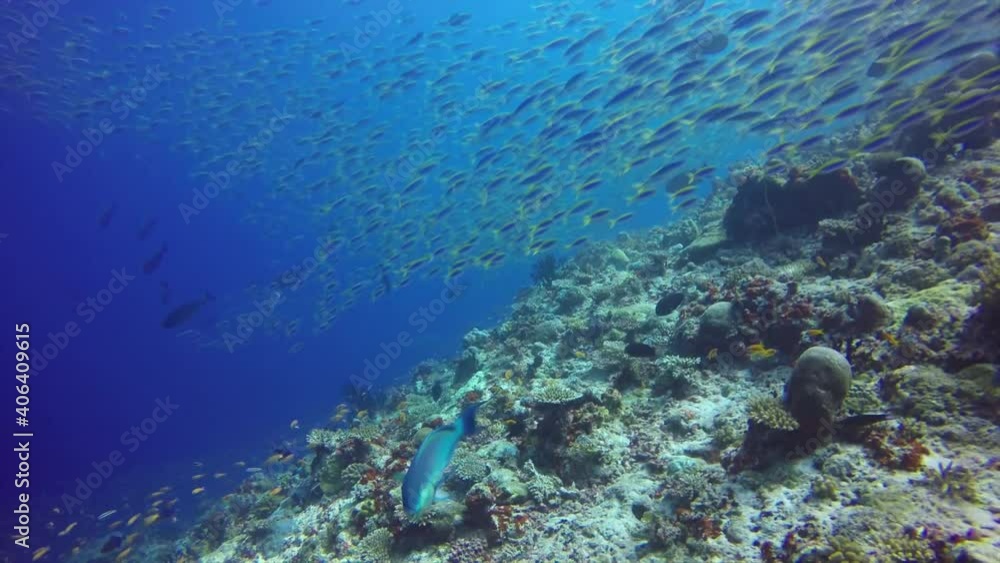 Jackfish Macerel hunting a big shoal of fish on a tropical coral reef Jackfish Macerel hunting a big shoal of fish on a tropical coral reef