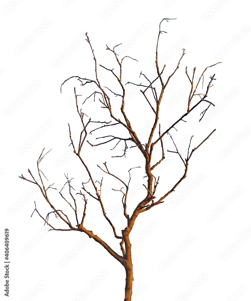 Dry branch isolated on white background Dry branch isolated on white background