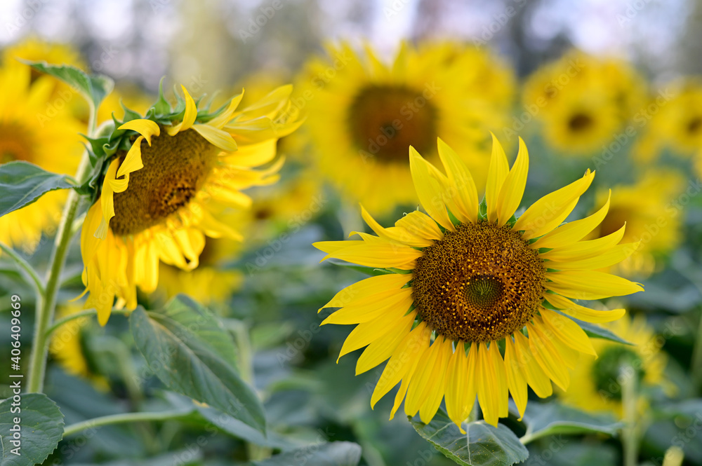 Obraz premium Fresh Sunflower blooming in the morning sun shine with nature background in the garden, Thailand.