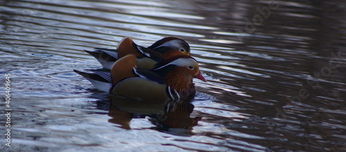 Mandarin ducks