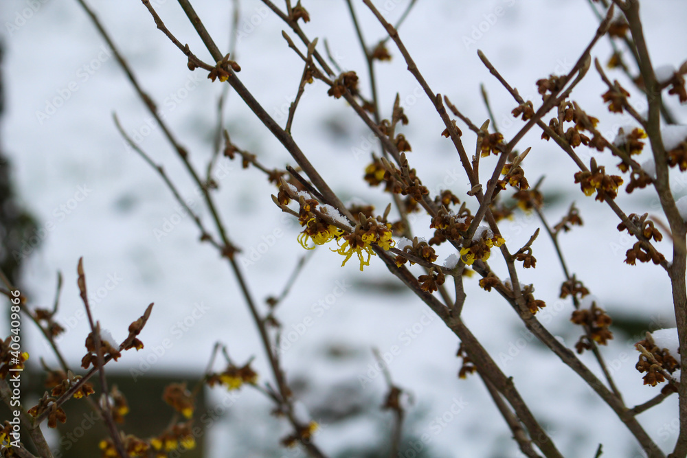 the first flowers of the witch hazel (Hamamelis) in the snow the first flowers of the witch hazel (Hamamelis) in the snow