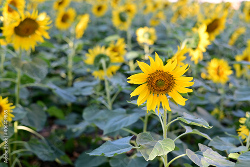 Fresh Sunflower blooming in the morning sun shine with nature background in the garden  Thailand.
