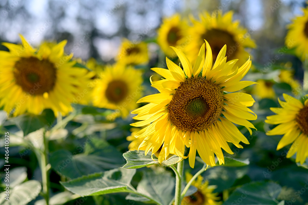 Fresh Sunflower blooming in the morning sun shine with nature background in the garden, Thailand. Fresh Sunflower blooming in the morning sun shine with nature background in the garden, Thailand.