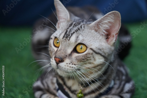 Selective focus at the eye of American Shorthair cute cat, relaxing on green grass