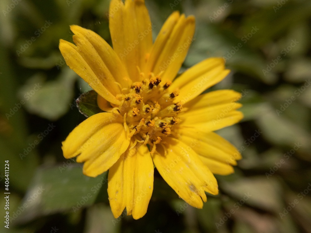 Obraz premium yellow flower