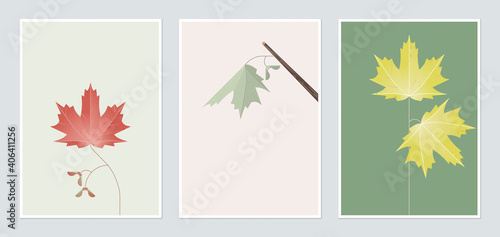 Botanical poster template design, sugar maple in different color
